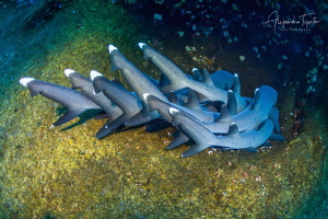 Shark Tails, Roca Partida México by Alejandro Topete 